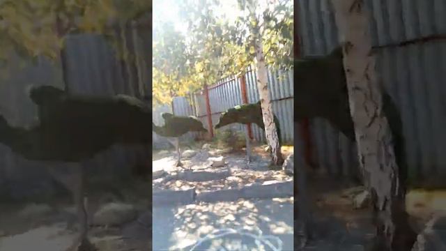 Ижевск и Зоопарк смотреть онлайн