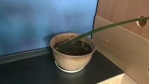 Монстера разрослась. Что делать? Обновление монтеры