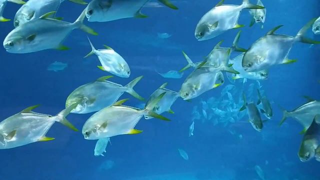 Океанариум онлайн: из жизни животных смотреть онлайн