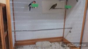 ВОЛЬЕР СВОИМИ РУКАМИ, И МОЯ ПТИЦА. 19.01.19.