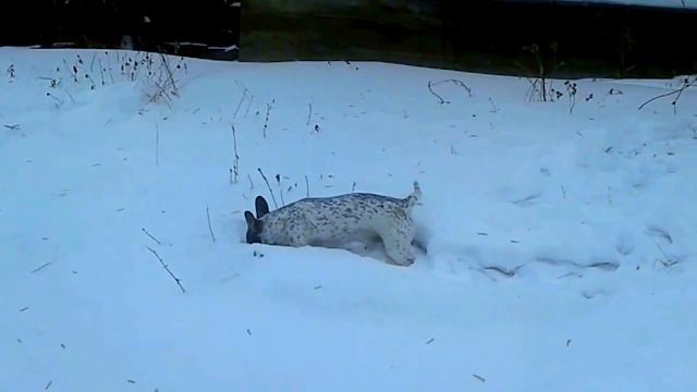 Охота на мышей. смотреть онлайн