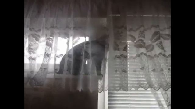 Приколы про котов, кошек и собак.Если забыл кота покормить #16. Кот ловит крысу. смотреть онлайн