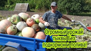 Огромный Урожай тыквы Без Подкормок и полива!.