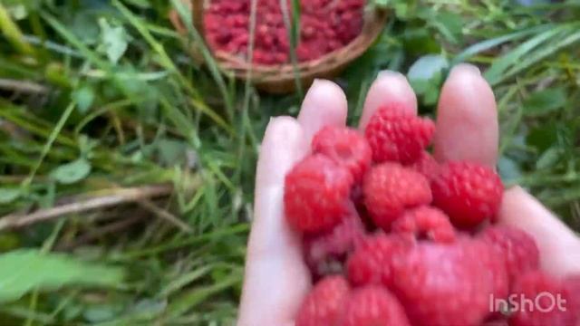 В ЛЕС ПО ГРИБЫ ПО ЯГОДЫ ? А ЗА МАЛИНУ ПРИШЛОСЬ ЗАПЛАТИТЬ #влесзагрибами #влесу #малина #лисички смотреть онлайн