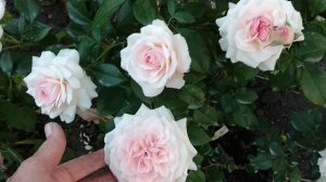 Розы. Главный секрет белых роз.