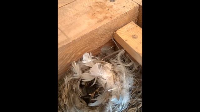 кормление птенцов смотреть онлайн