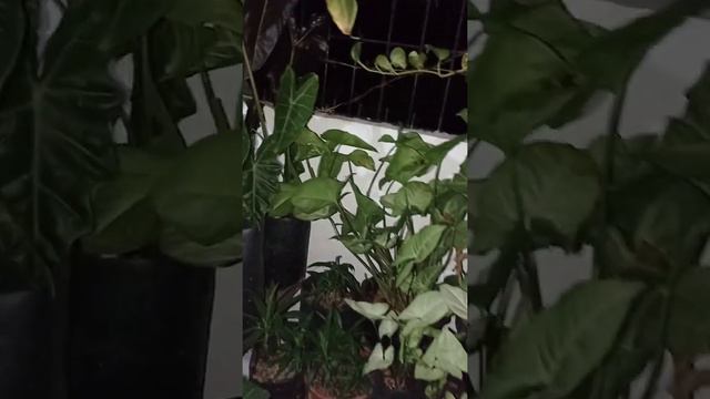 part 2 rak aglo & anthur kupga смотреть онлайн