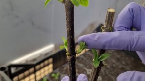 Лучший способ размножения метельчатой гортензии весной