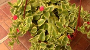 Жару любит аптения.mp4