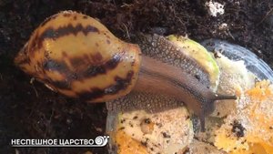 Стоит ли ЗАВОДИТЬ УЛИТКУ? Плюсы и минусы содержания улитки