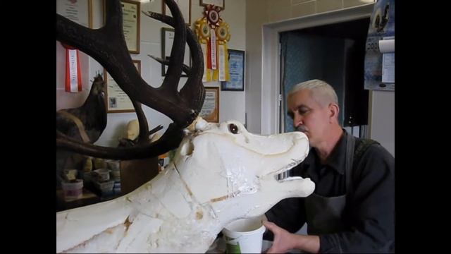 Изготовление благородного оленя (Cervus elaphus).