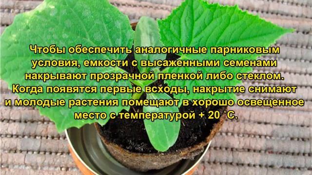 Как вырастить огурцы на подоконнике.