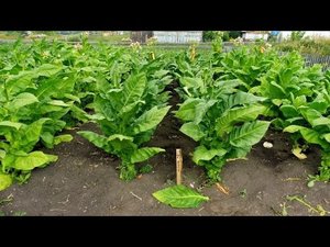 Уборка урожая Курительного табака - сорт Ксанти.