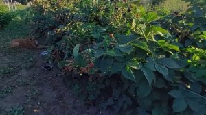 Ежевика Блэк Мэджик. Шикарный любительский сорт