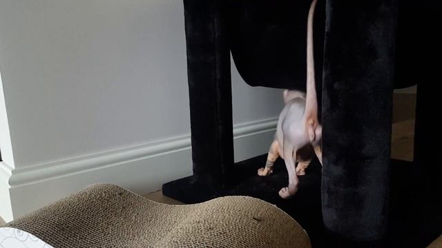 Канадский сфинкс и когтеточка (гофрированный картон) смотреть онлайн