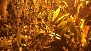 Клуб орхоманов. Выращивание орхидей в подвале. Июль 2018. Коллекции орхидей и орхидейное хобби. Ч 2