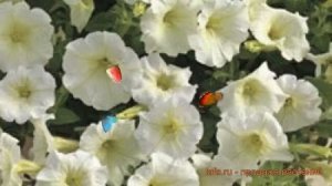 Петуния каскадная Пикобелла Каскад Вайт ? обзор: как сажать, семена петунии Пикобелла Каскад Вайт