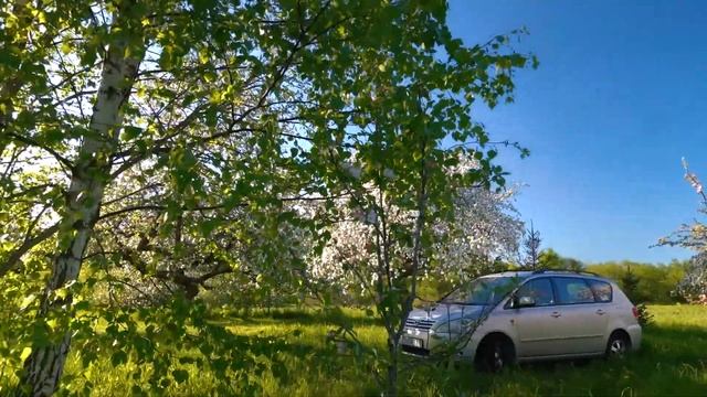 Весенний сад. Цветок грецкого ореха. хутор 23 05 2020.Видео-Дубровский смотреть онлайн