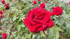 Розы после дождя. Очень красиво!