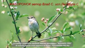 п.ЖАВОРОНОК исп.Людмила Семенова автор Влад. Семенов