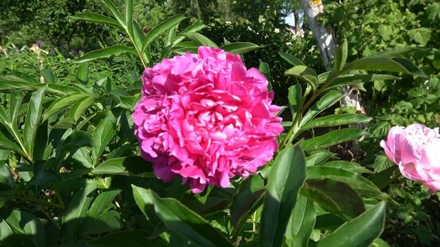 Пион "Победа" какая неотразимость! смотреть онлайн