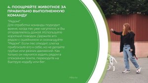 Дистанционный курс обучения «Кинология» - 7 основных правил дрессировки собак