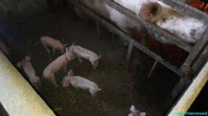 Обогрев поросят! Поросята рождённые в жару!