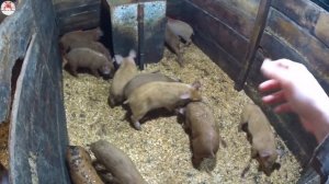 361‼️Покрываем ?свинью породы пьетрен ‼️Молодой хряк в деле ??