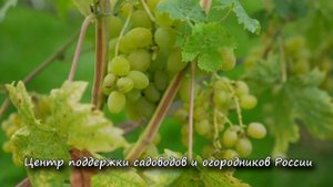 Сорт винограда Элегант Сверхранний. ? Описание сорта винограда Элегант Сверхранний.
