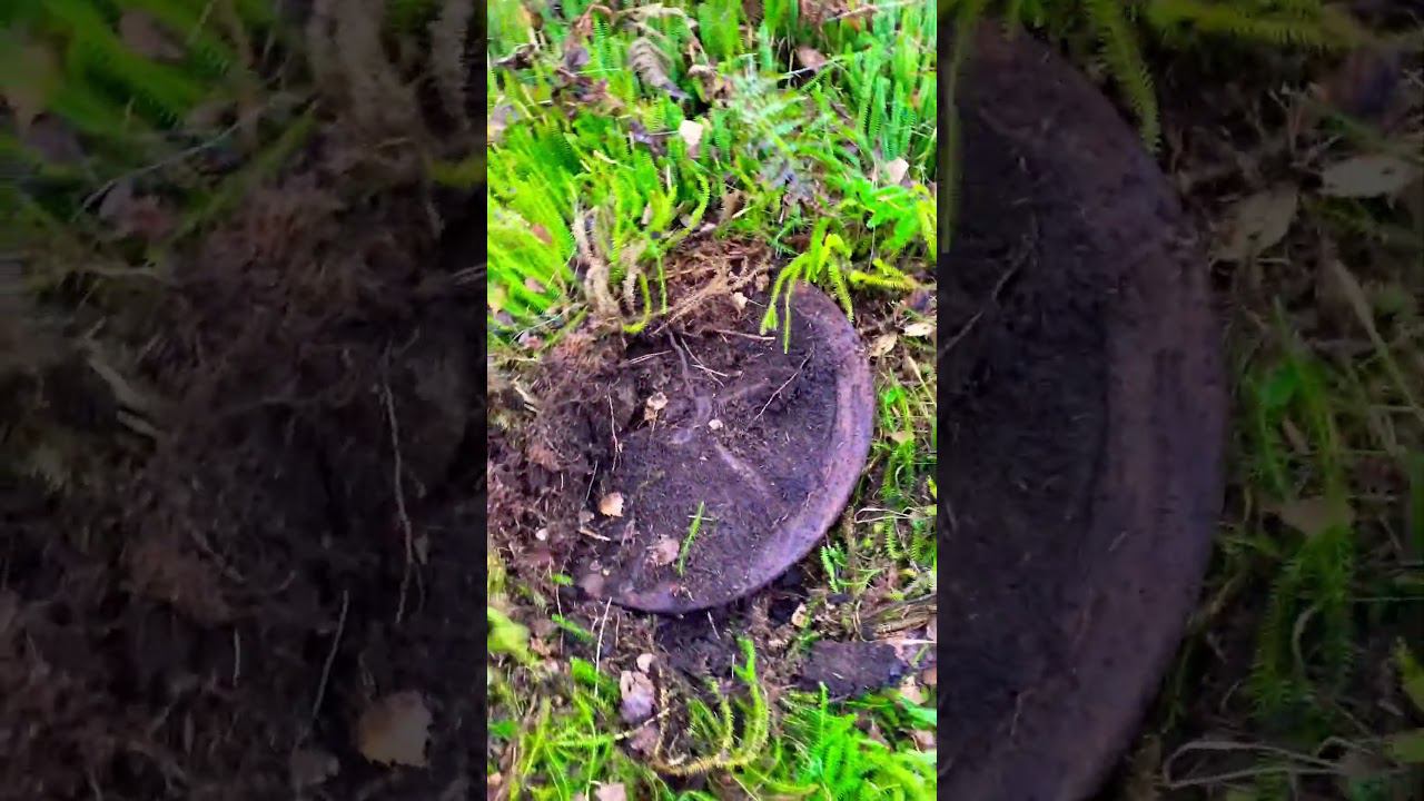 Жирный металл, сразу силы появились копать дальше! А вам такое нравится. Хожу с xp deus смотреть онлайн