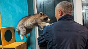 АРТЭК ДРЕССИРУЕТ ЕНОТОВ / Алиса ухаживает за енотами