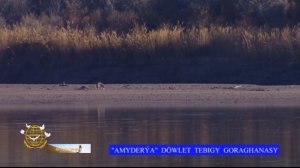 Амударьинский заповедник Туркменистан