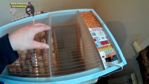 Инкубация куриных яиц в инкубаторе блиц норма от закладки до вылупа  | Жизнь в селе