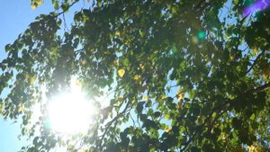 Солнечный осенний день. Солнце светит сквозь качающиеся на ветру ветки берёзы, 4K