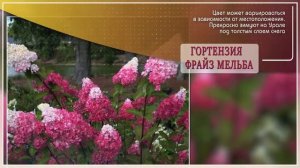 Зимостойкие древовидные и метельчатые гортензии для Урала