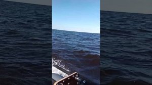 Прохваты TOHATSU 9.8 на небольшой волне