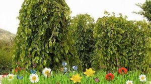 Шелковица белая Пендула ? Обзор: посадка и уход. саженцы шелковицы Пендула: описание и особенности