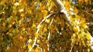 Берёза осенью