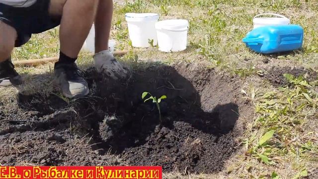 Как правильно посадить саженец ГРЕЦКОГО ОРЕХА.  Сажаем ГРЕЦКИЙ ОРЕХ у себя на участке.