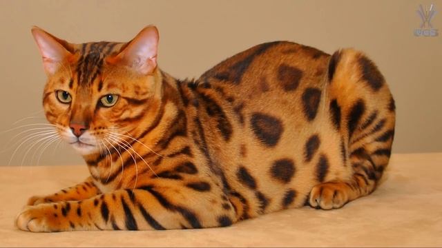 САМЫЕ ДОРОГИЕ И РЕДКИЕ КОШКИ В МИРЕ смотреть онлайн