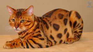 САМЫЕ ДОРОГИЕ И РЕДКИЕ КОШКИ В МИРЕ