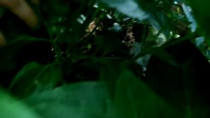 Очень урожайный перец Венти от Ольги Черновой