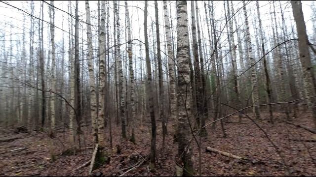 Охота с Русской пегой на зайца беляка . 31.10.21 г. смотреть онлайн