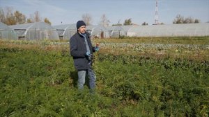 Необычные моркови - МАРМЕЛАД красный