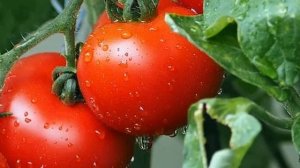 Вырастить томаты черри к Новому году? А легко!