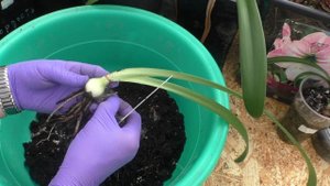 Ревизия деток гиппеаструма Эппл Блоссом. Обработка и пересадка