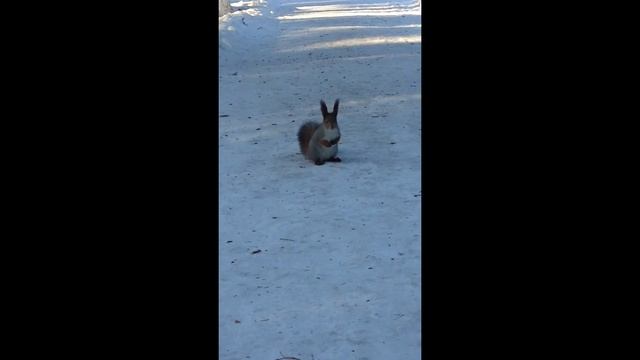 Сибирь Зимой!!! Белочка!!! смотреть онлайн