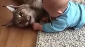 Домашняя рысь