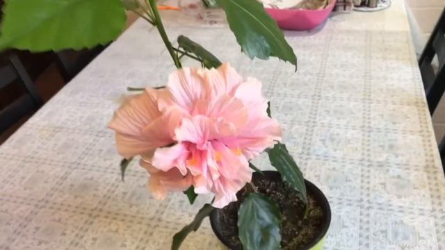 Китайская роза (из Краснодара). Часть4 : зацвели сорта KOENIG и MANDARIN // Hibiscus rosa-sinensis