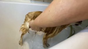 Как купать померанского шпица правильно!